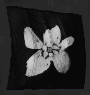 Image of item gravesidePetals for general information in codex.