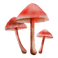 Image of item libertyCap for general information in codex.