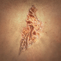 Image of item skinDeep for general information in codex.