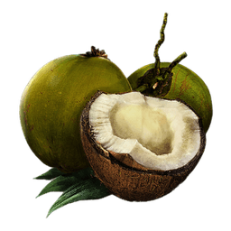 Image of item coconut for general information in codex.