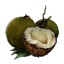 Image of material coconut in codex for item godrogodro.