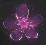 Image of item firebloom for general information in codex.