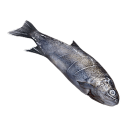 Image of item fish for general information in codex.