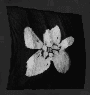 Image of item gravesidePetals for general information in codex.