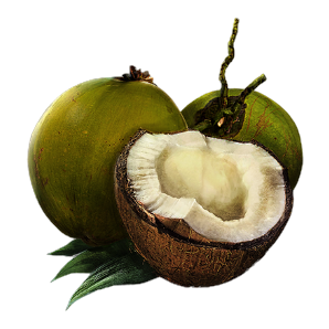 Image of Coconut in codex search.