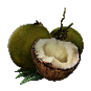 Image of material coconut in codex for item grilledCoconut.