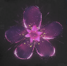 Image of Firebloom in codex search.