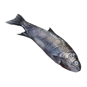 Image of Fish in codex search.