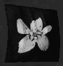 Image of Graveside Petals in codex search.