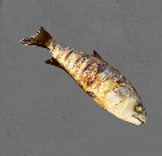 Image of Grilled Fish in codex search.