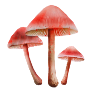 Image of Liberty Cap in codex search.
