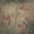 Image of Rigor Mortis in codex search.