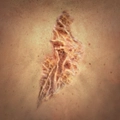 Image of Skin Deep in codex search.
