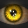 Image of Revenant's Eyes in codex search.