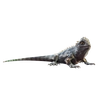 Apianto icon