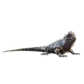 Image of Apianto in codex search.