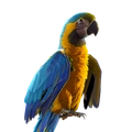 Image of Biru in codex search.