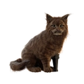 Image of Brave Neko in codex search.