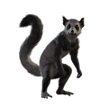 Image of Cookie in codex search.