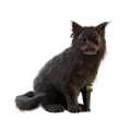 Image of First Mate Whiskers in codex search.