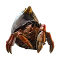 Image of Hermit Harriet in codex search.