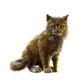Image of Jua in codex search.