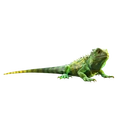 Image of Lazy Iggy in codex search.
