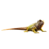 Monty icon