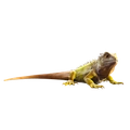 Image of Monty in codex search.