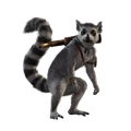 Image of Patches in codex search.