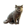 Image of Primrose in codex search.