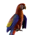 Image of Scarlett in codex search.