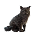 Image of Sheldon in codex search.