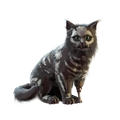 Image of Skelly Welly in codex search.