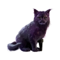 Image of Tilly Twilight in codex search.