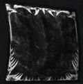 Image of Mawscript in codex search.