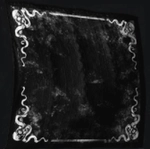 Suckerswirl icon