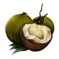 Image of Coconut in codex search.
