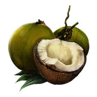 Coconut icon