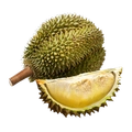 Image of Durian in codex search.