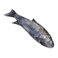Image of Fish in codex search.