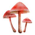Image of Liberty Cap in codex search.