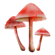 Liberty Cap icon