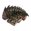 Crocodile Meat