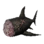 Shark Meat