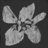 Spring Whisper Set Icon